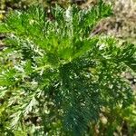 Chrysanthemum coronarium