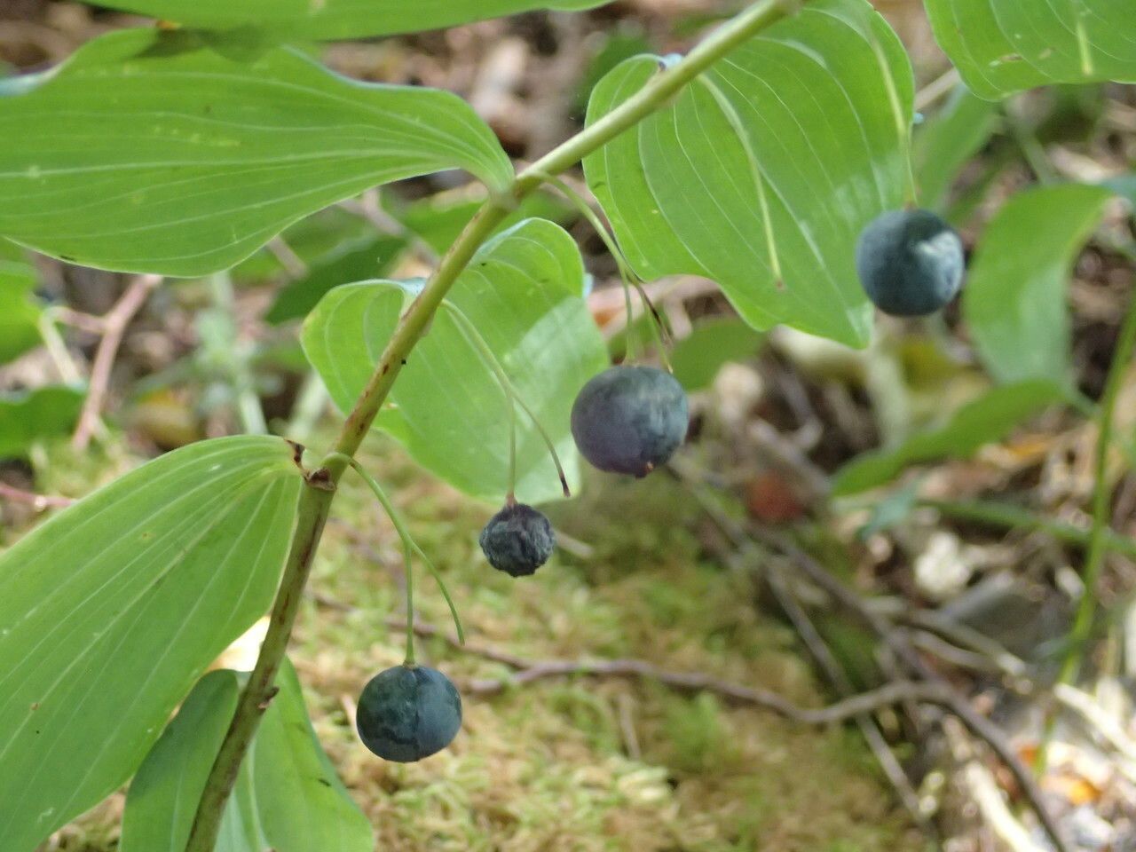 Polygonatum multiflorum fruit