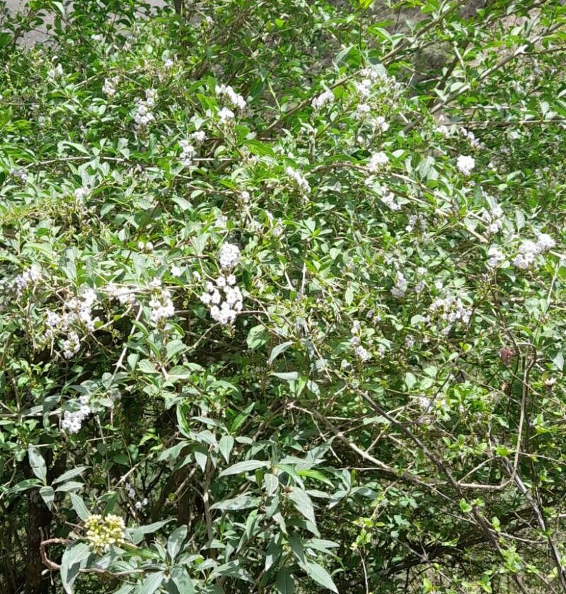 Duranta serratifolia habit
