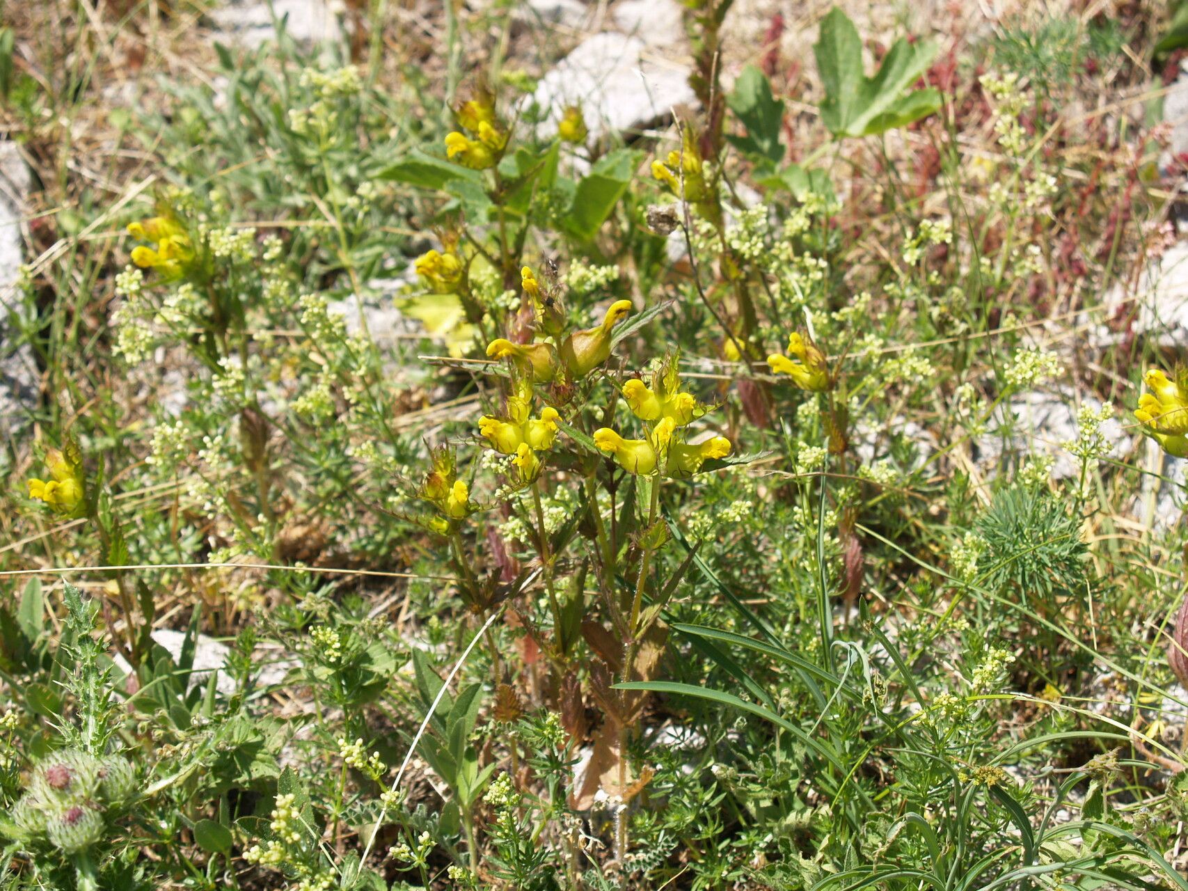 Rhinanthus javorkae — search result for 'Rhinanthus'