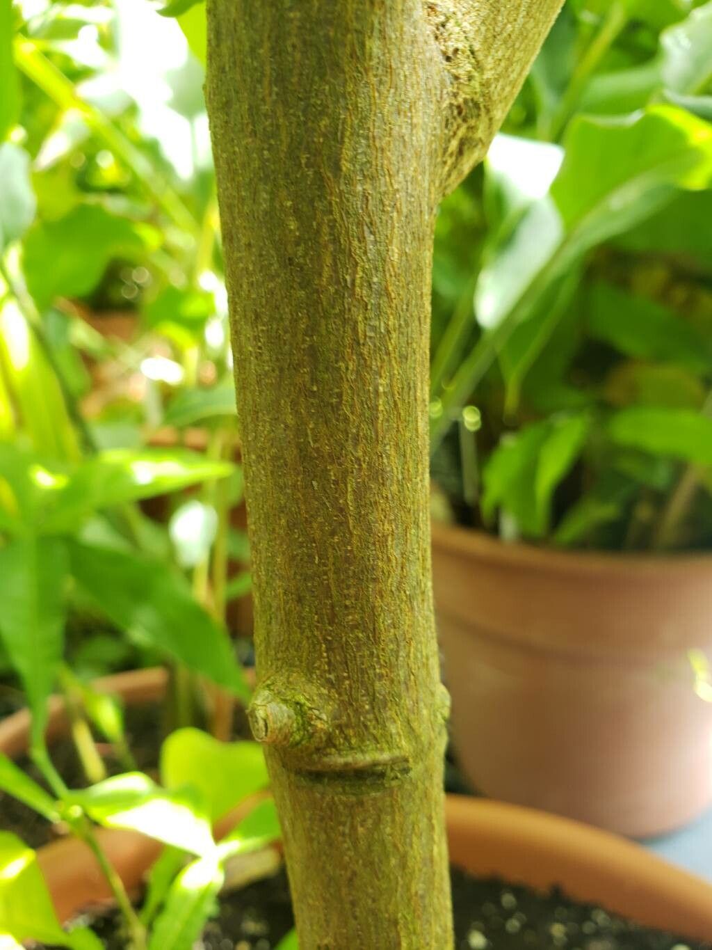 Citropsis gilletiana bark