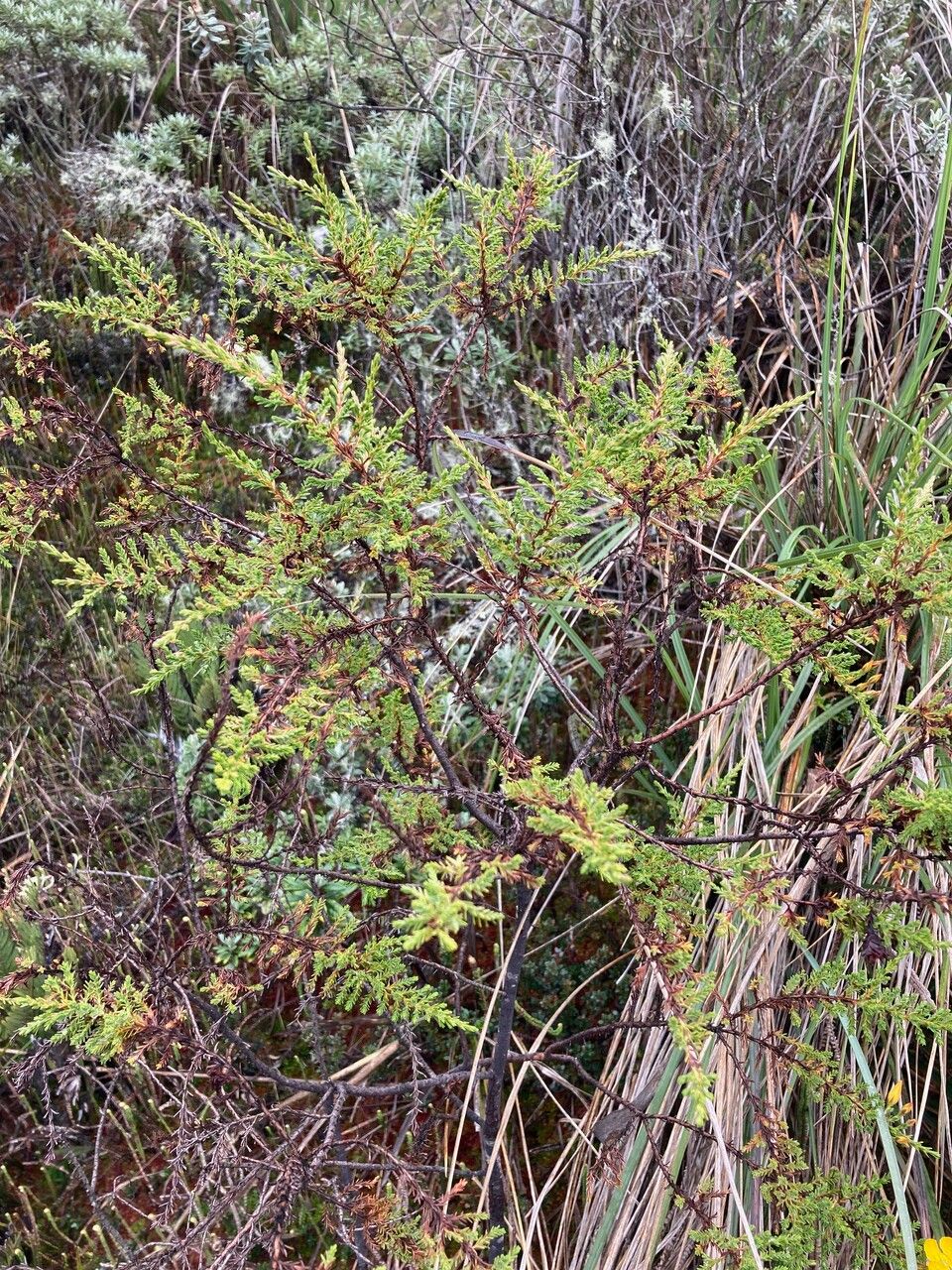 Hypericum laricifolium habit