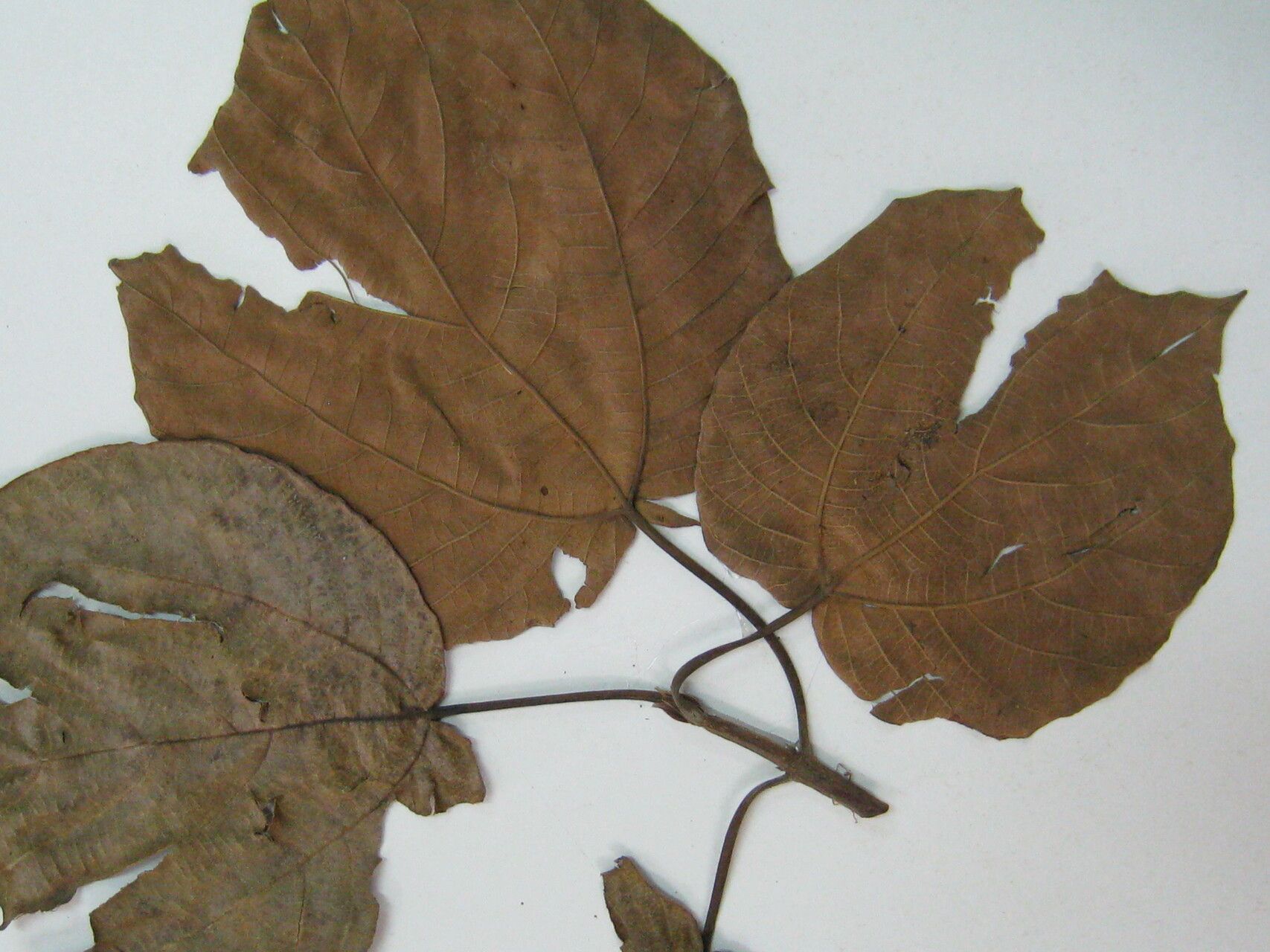 Bagassa guianensis other