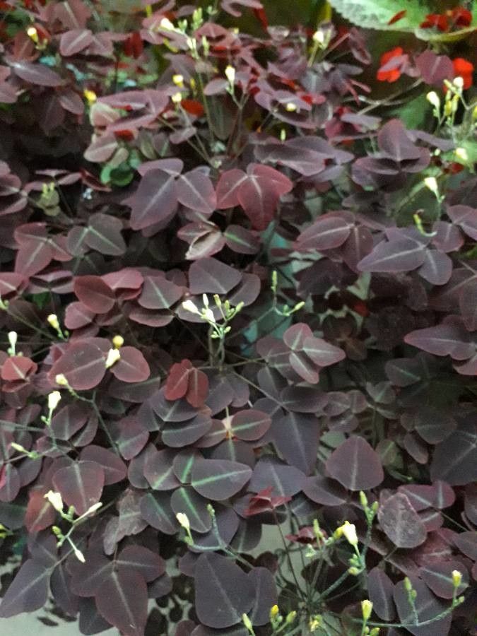 Oxalis barrelieri — search result for 'Oxalis'