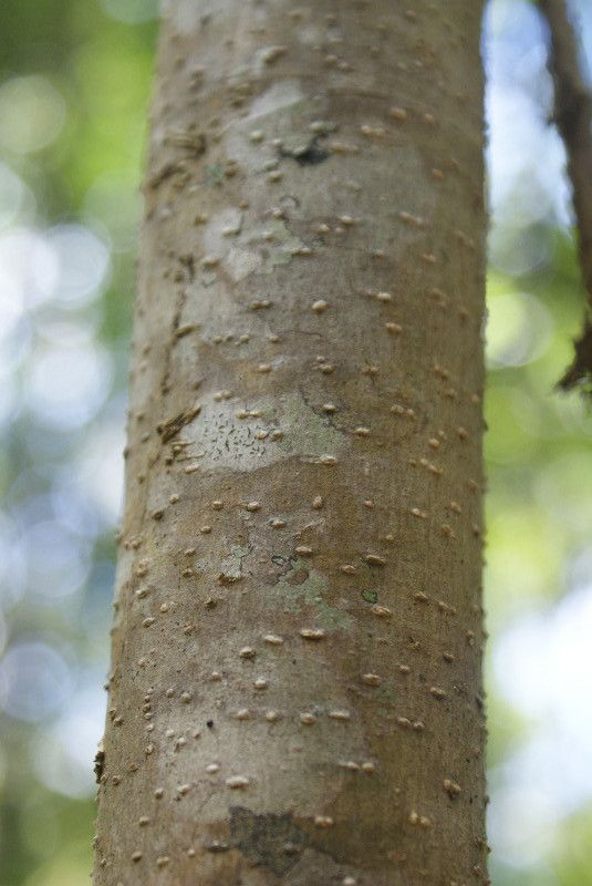 Turraea rutilans bark