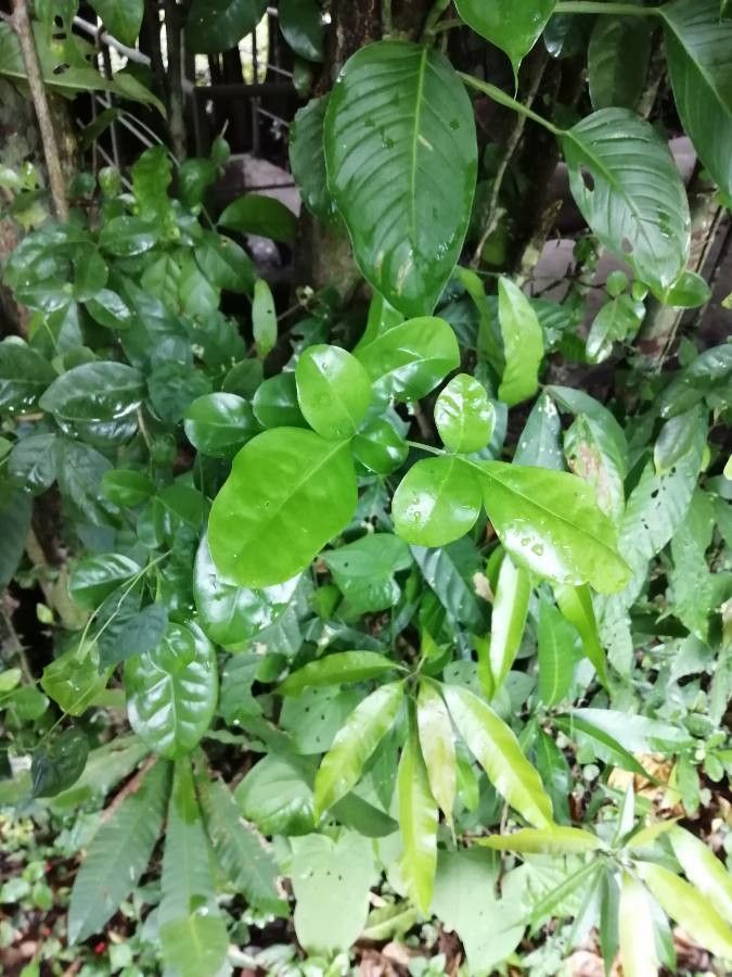 Swinglea glutinosa — search result for 'Rutaceae'