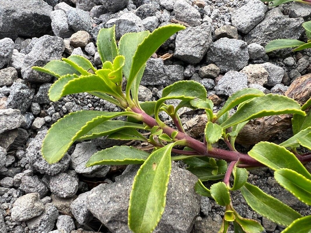 Penstemon davidsonii bark