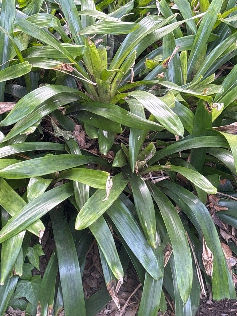 Nidularium rutilans — houseplant care guide