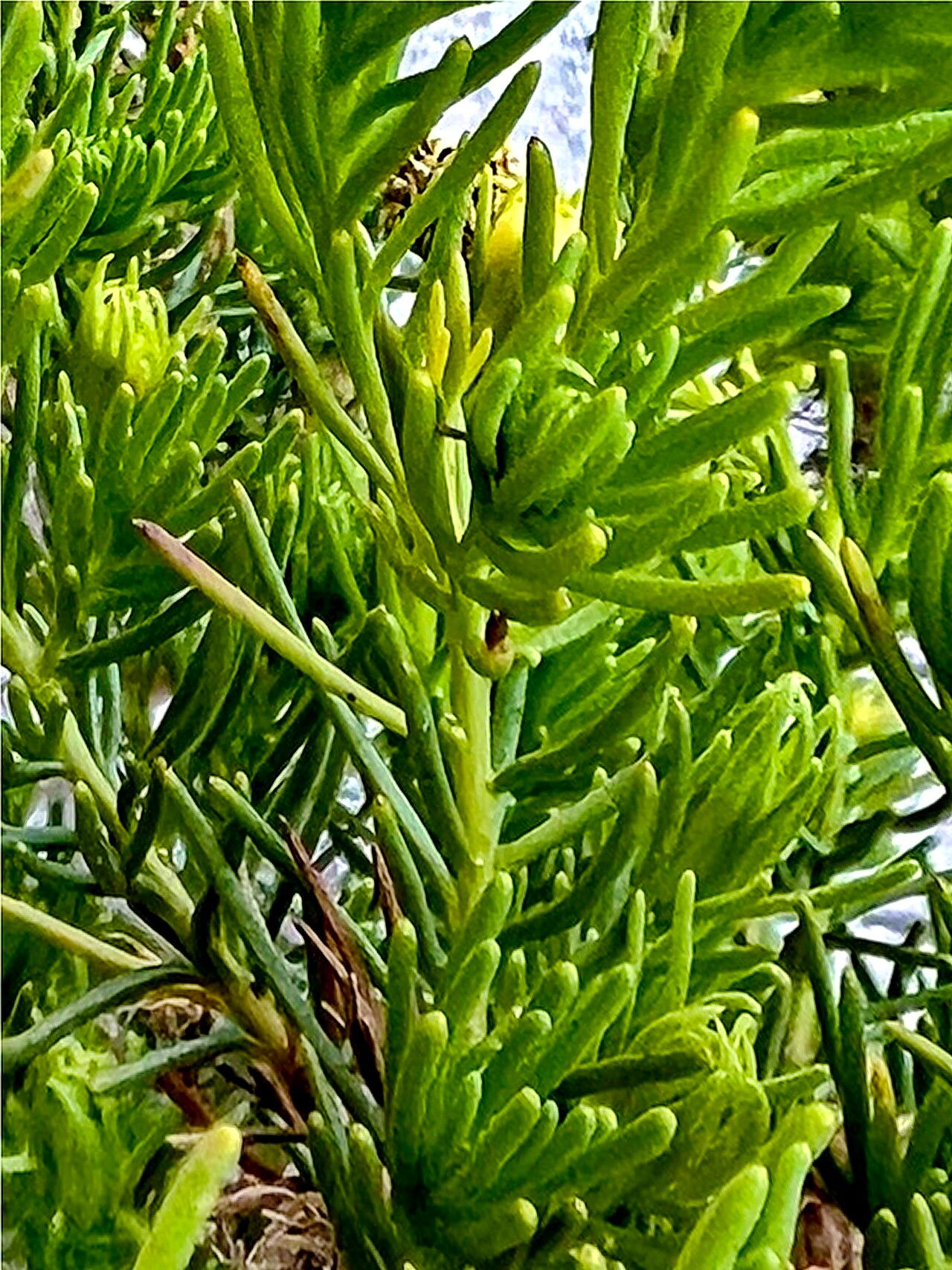 Peucephyllum schottii — houseplant care guide