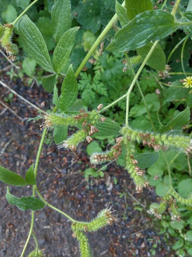 Phacelia nemoralis flower