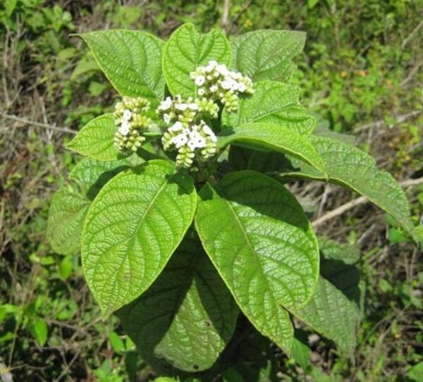 Tournefortia pubescens flower