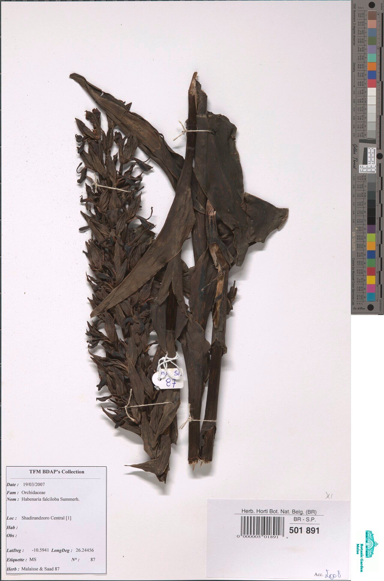 Habenaria falciloba — houseplant care guide