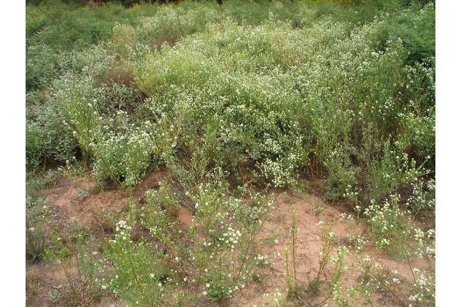 Lepidium crenatum habit
