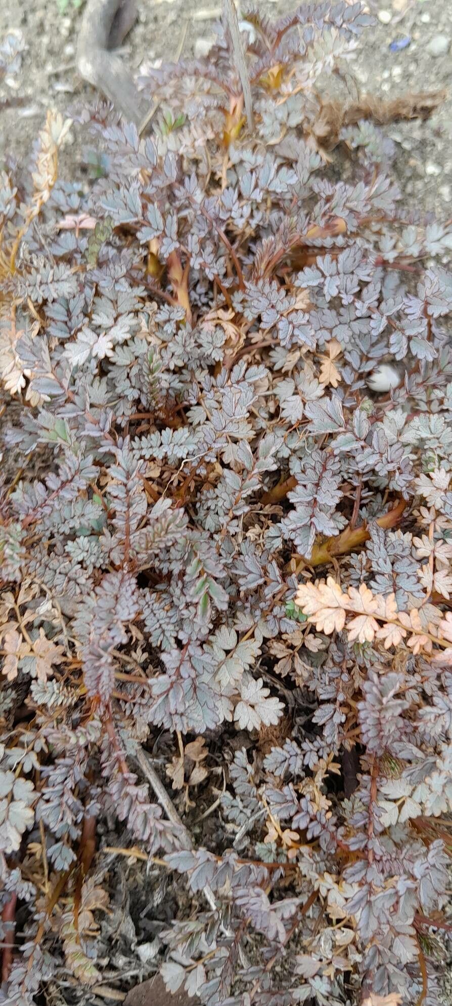 Acaena saccaticupula habit