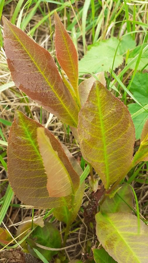 Spirostachys africana — search result for 'southern Africa'