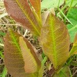 Spirostachys africana