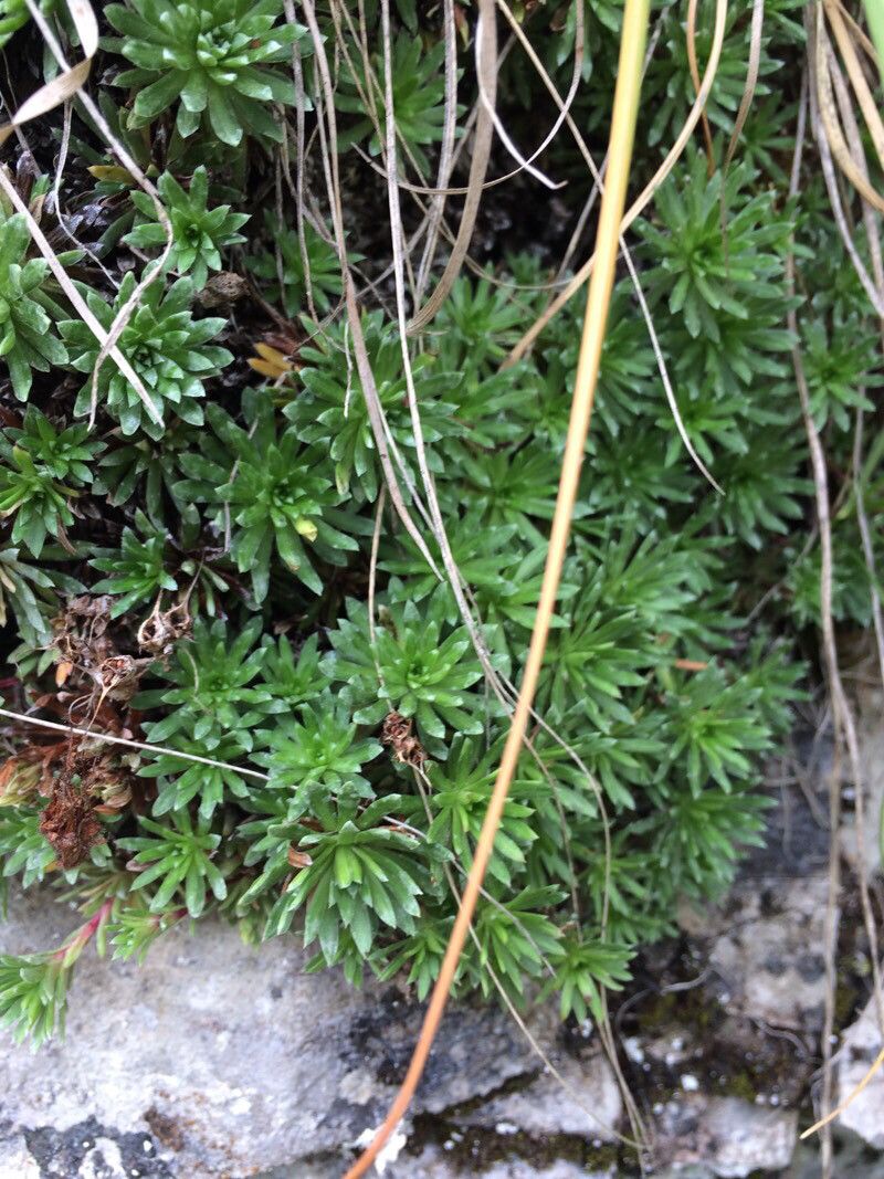Saxifraga aretioides leaf