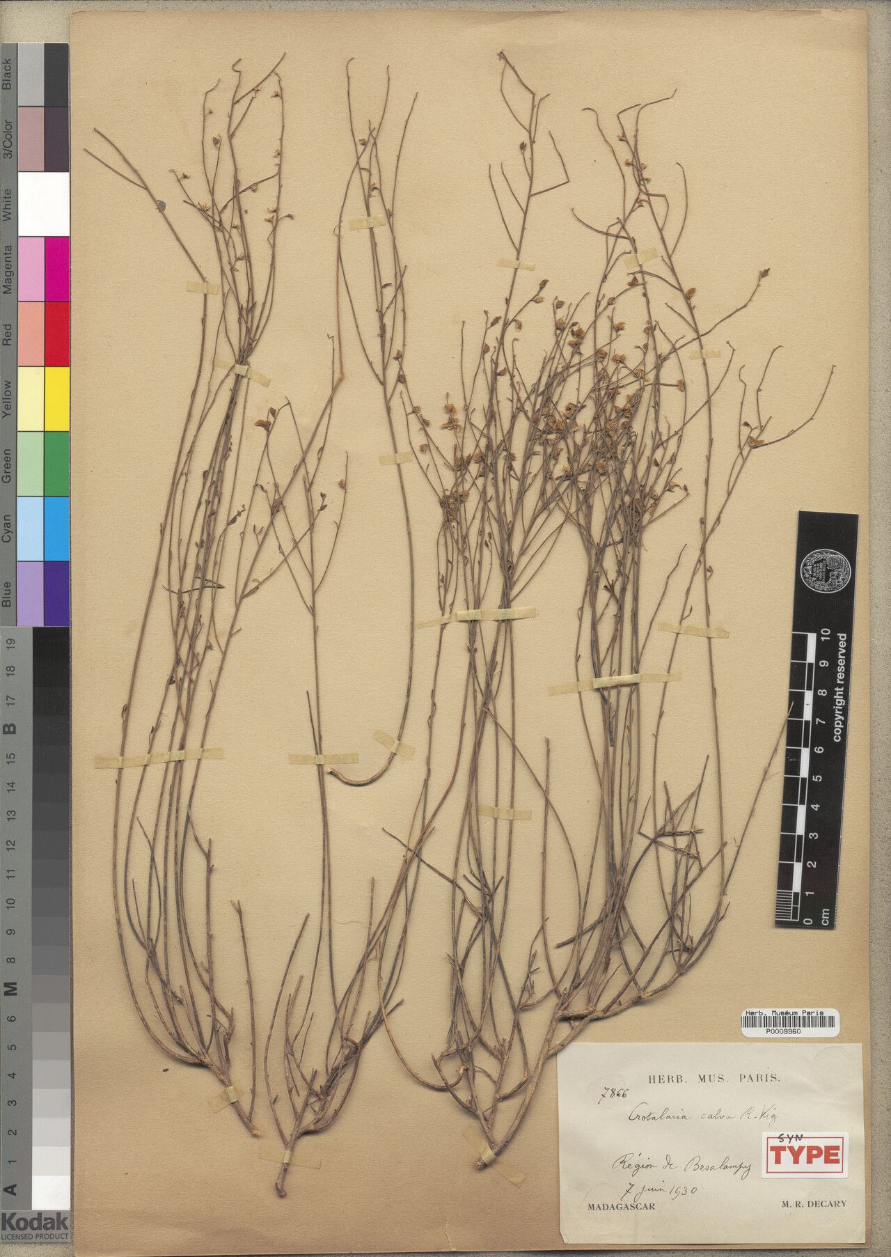 Crotalaria calva — houseplant care guide