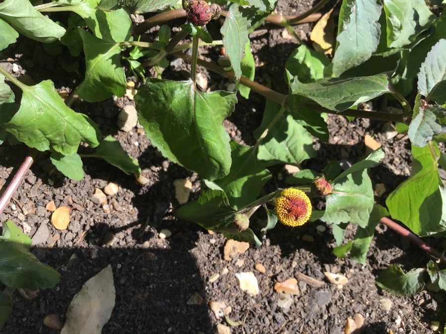 Acmella oleracea flower