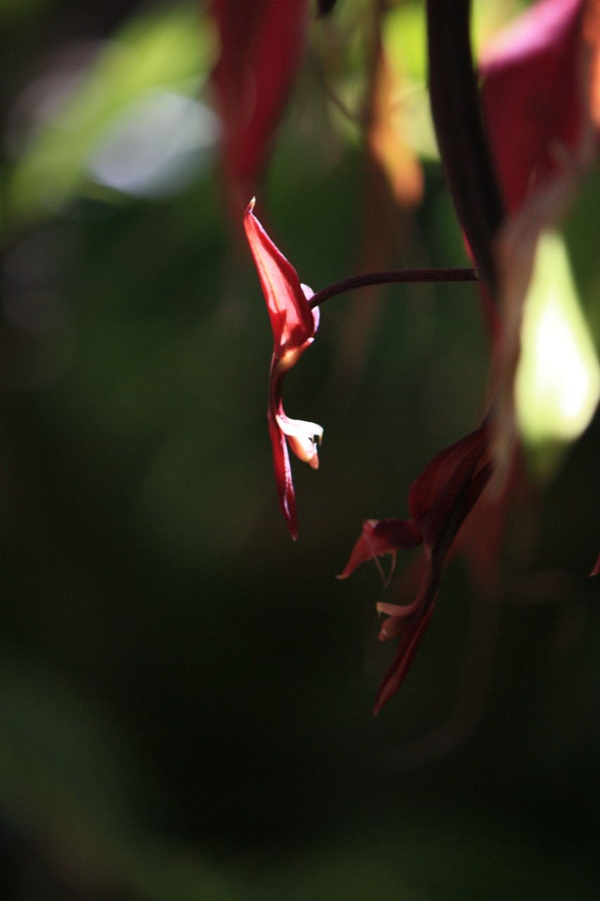 Gongora atropurpurea — related species from the same genus