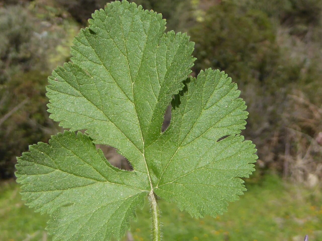 Erodium chium — search result for 'Erodium'