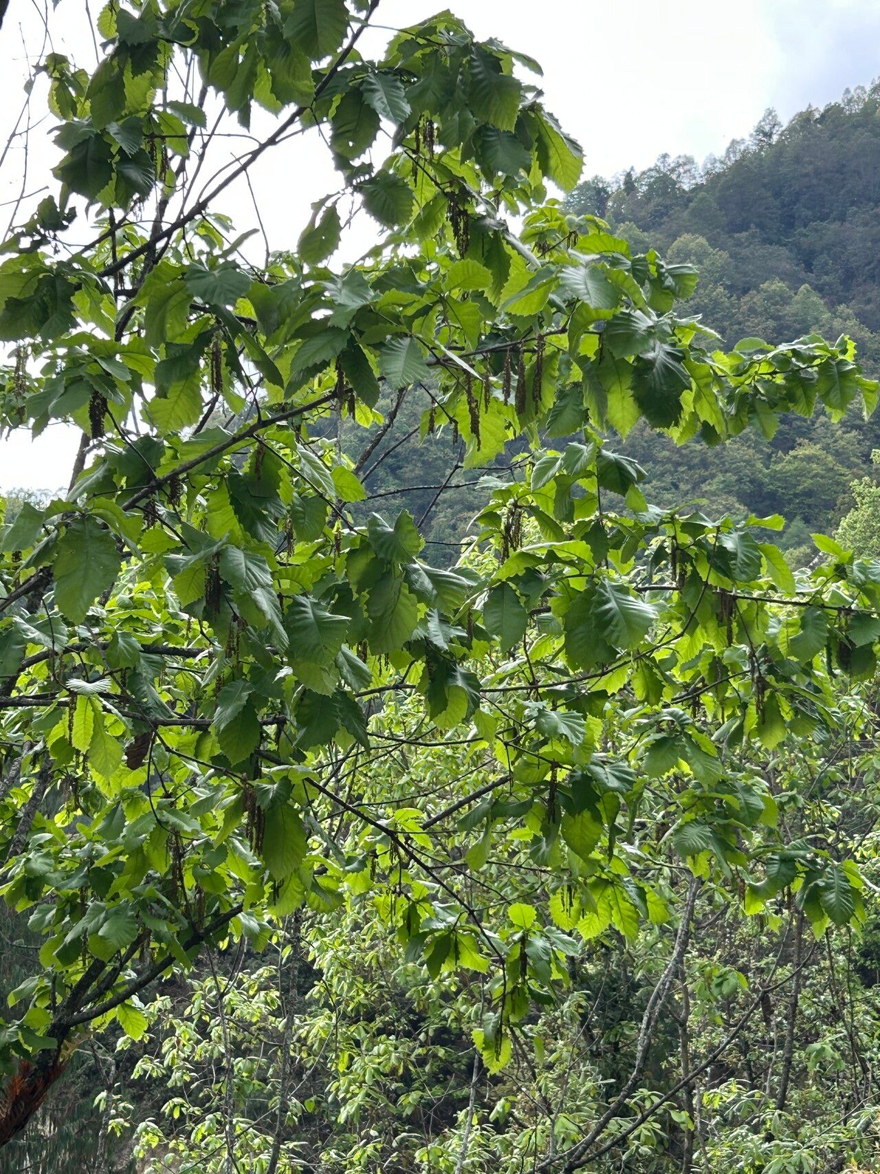 Quercus griffithii — houseplant care guide