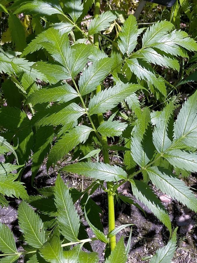 Datisca cannabina leaf