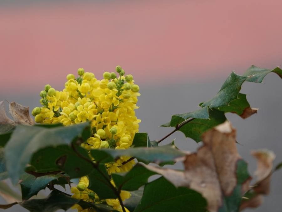 Berberis repens flower