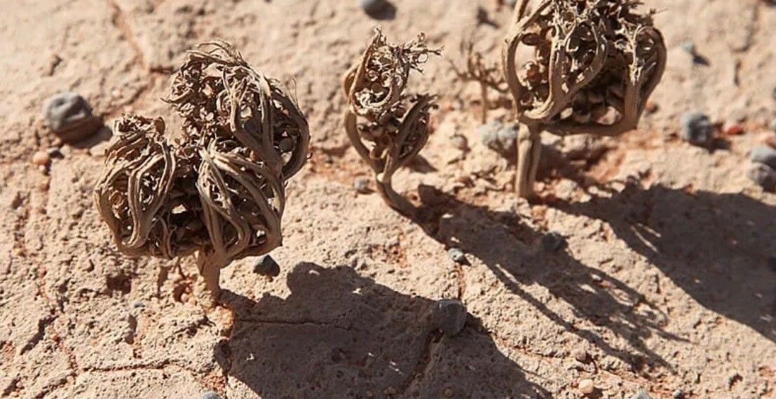 Anastatica hierochuntica — search result for 'and southwest Asia'