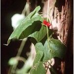 Cayaponia quinqueloba