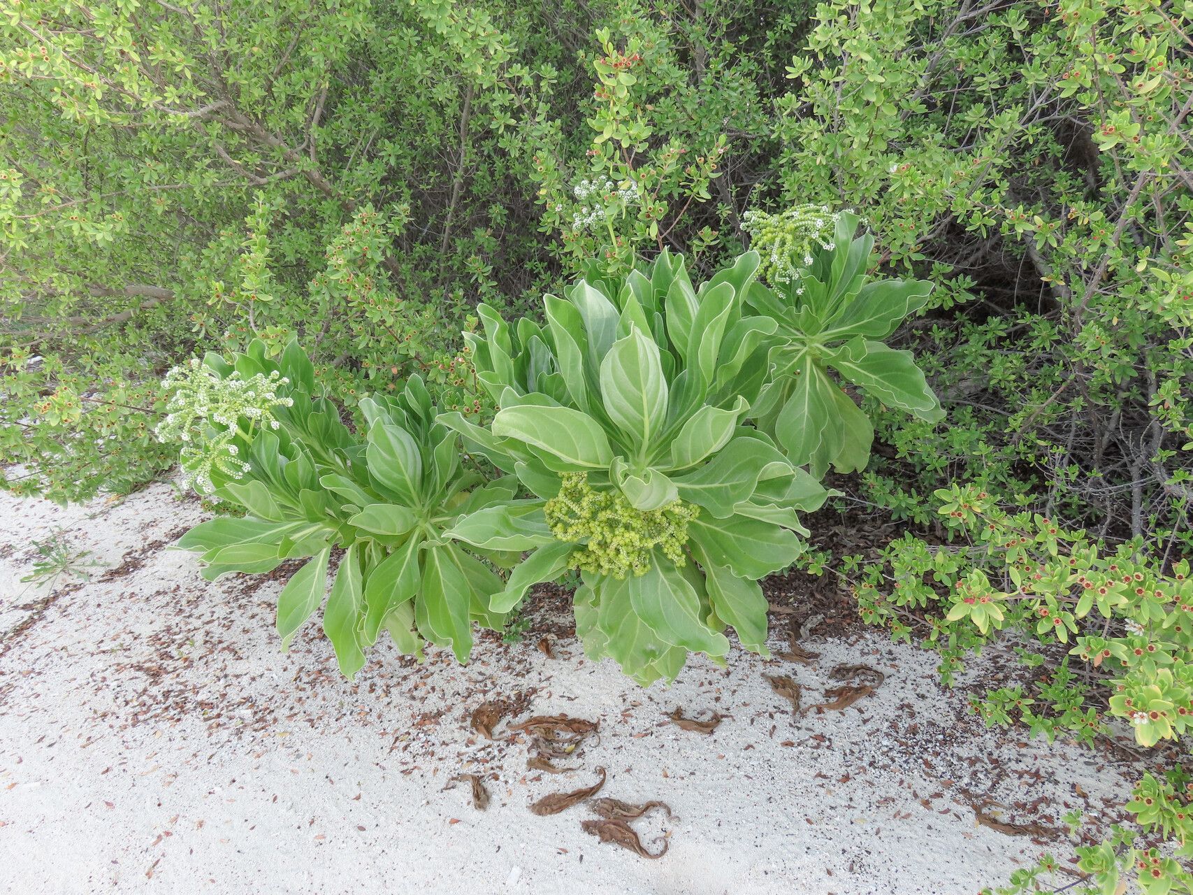 Heliotropium arboreum habit