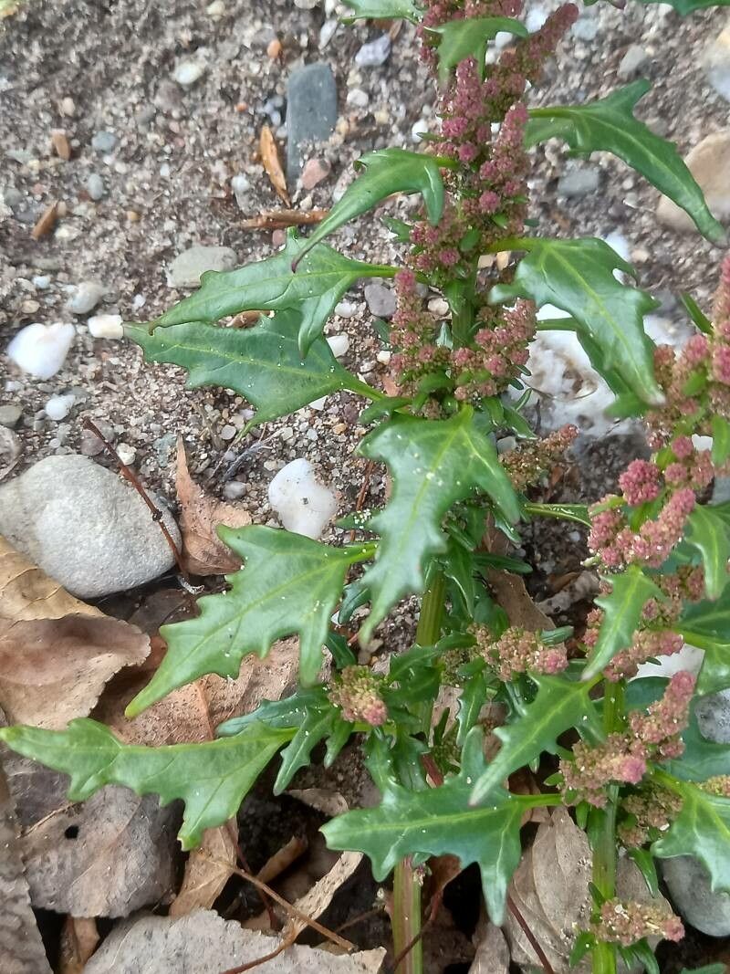 Oxybasis rubra — search result for 'Chenopodium'