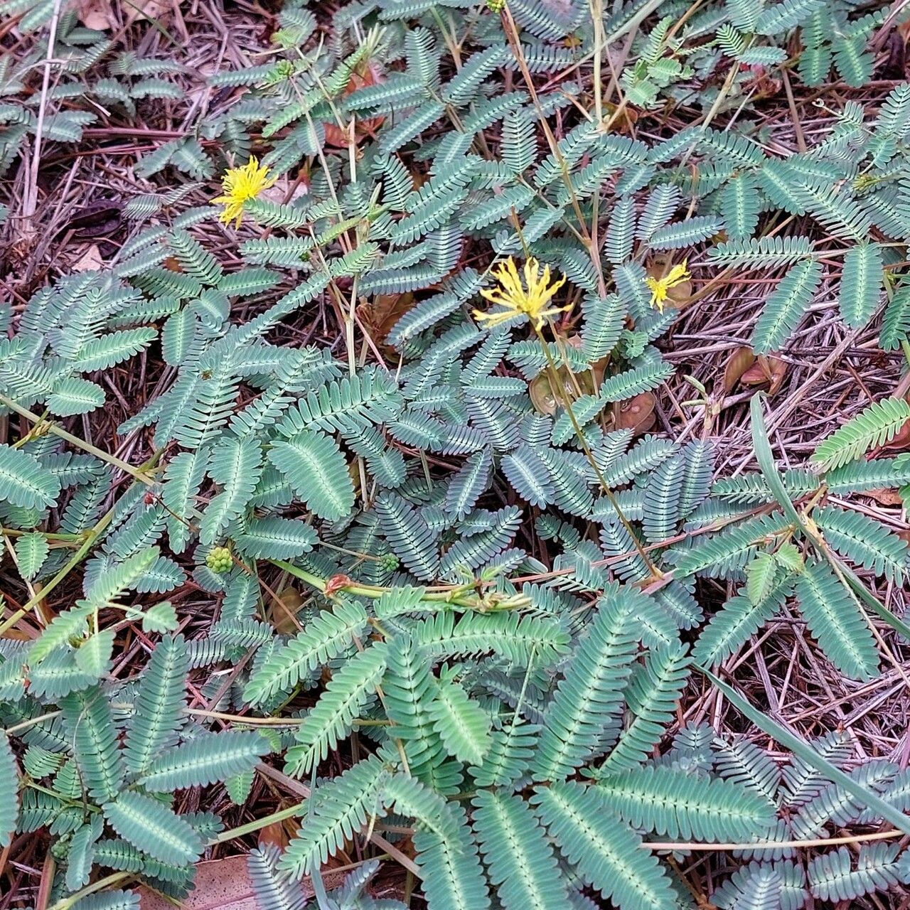 Neptunia gracilis — related species from the same genus