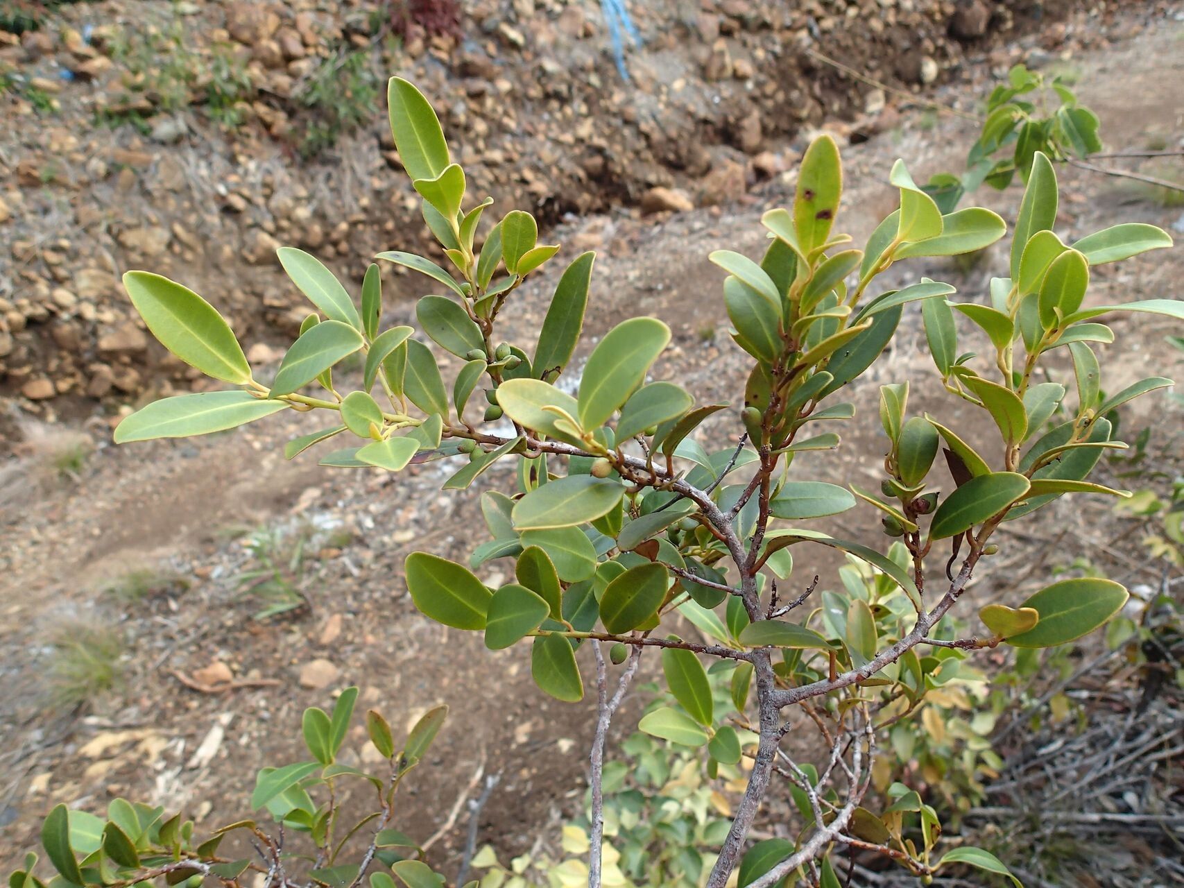 Myrsine novocaledonica habit