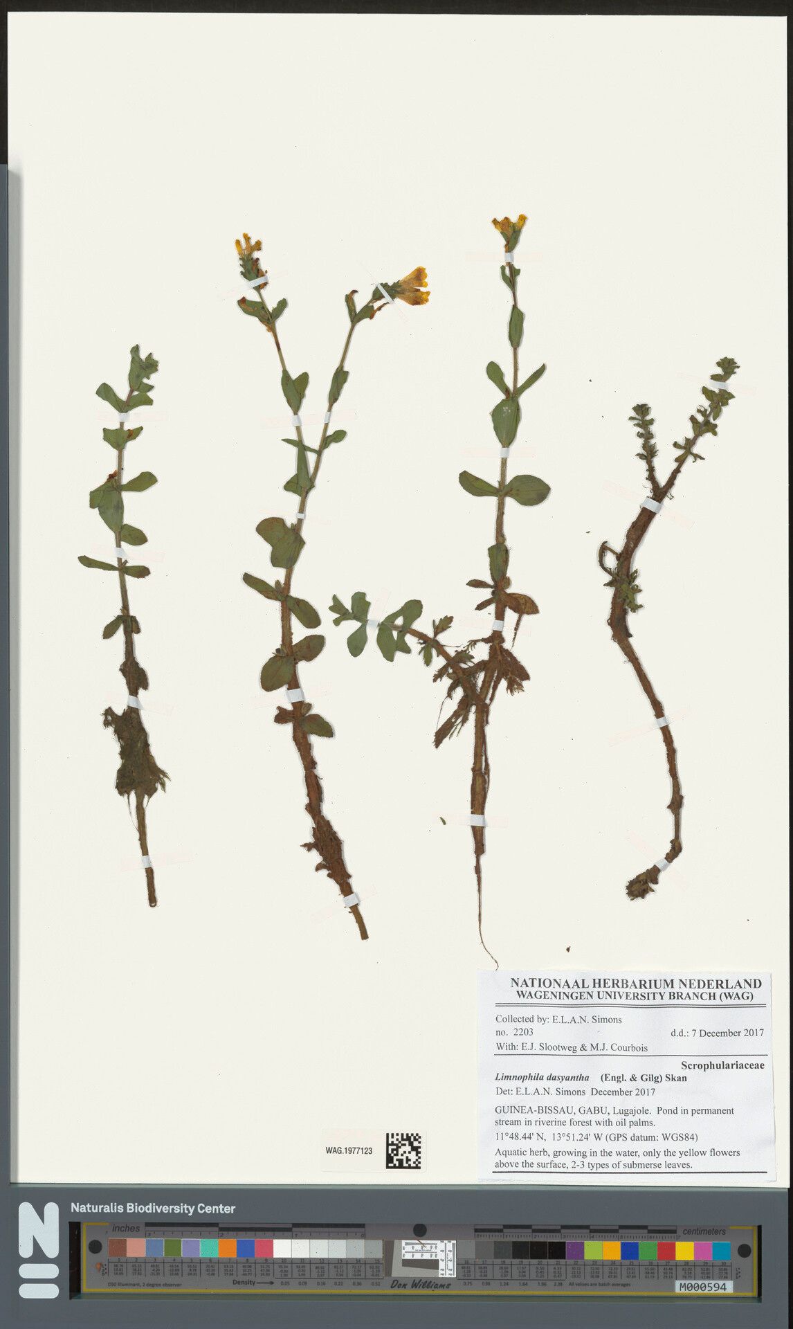 Limnophila dasyantha — related species from the same genus