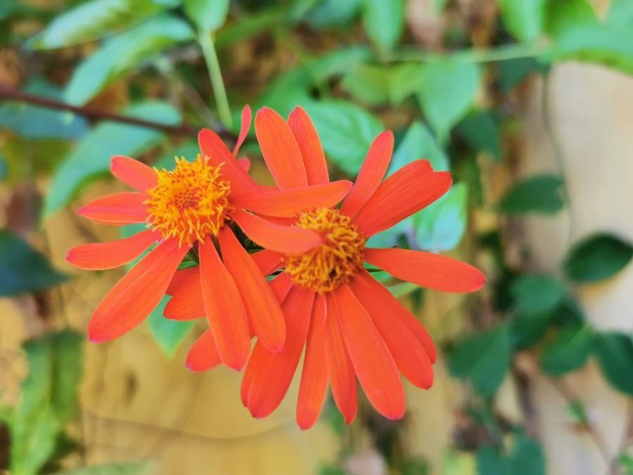 Pseudogynoxys chenopodioides flower