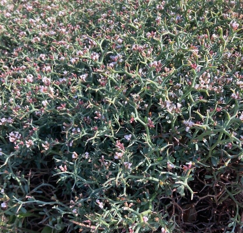 Limonium articulatum bark