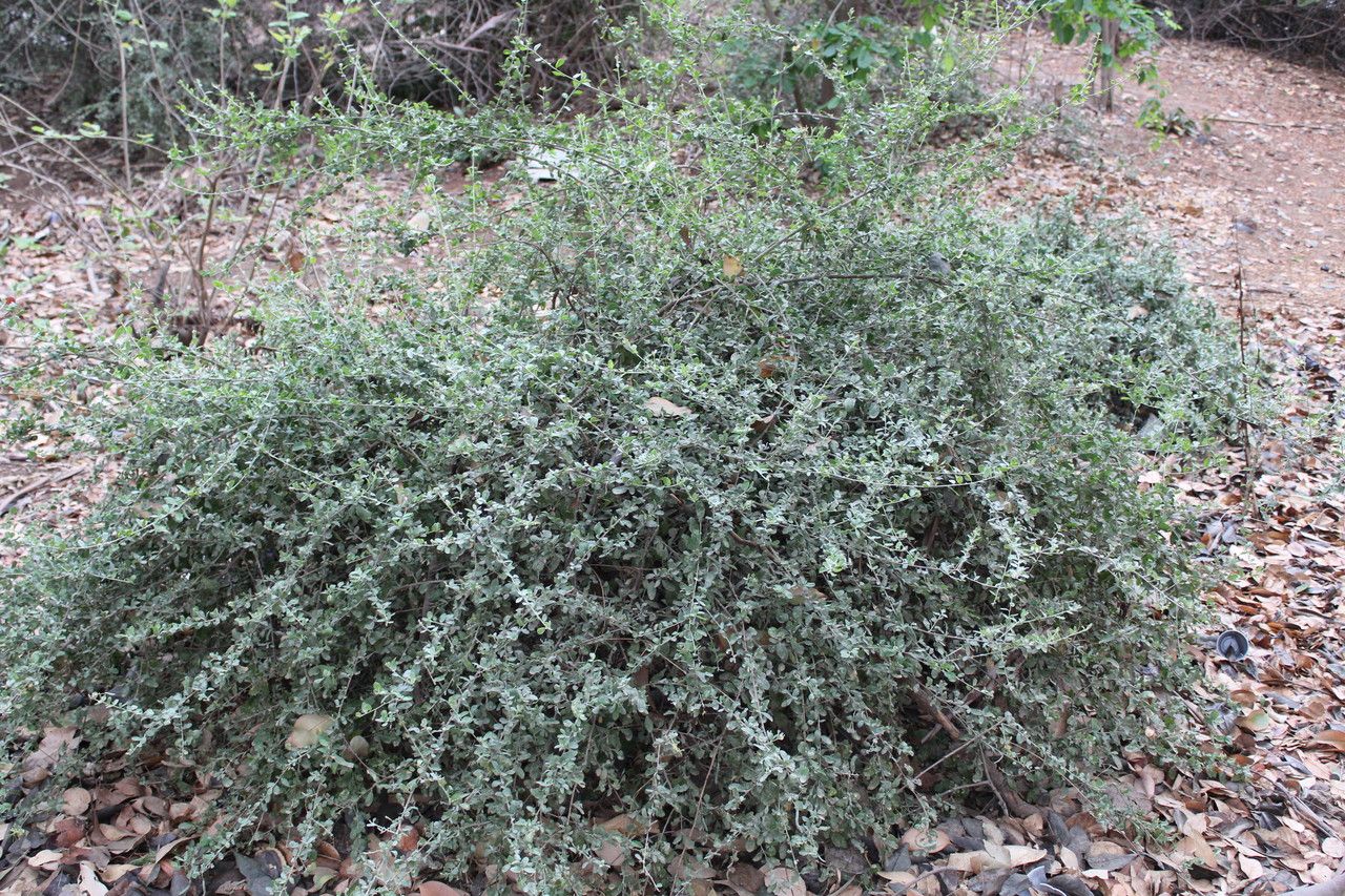 Cadaba benguellensis — related species from the same genus