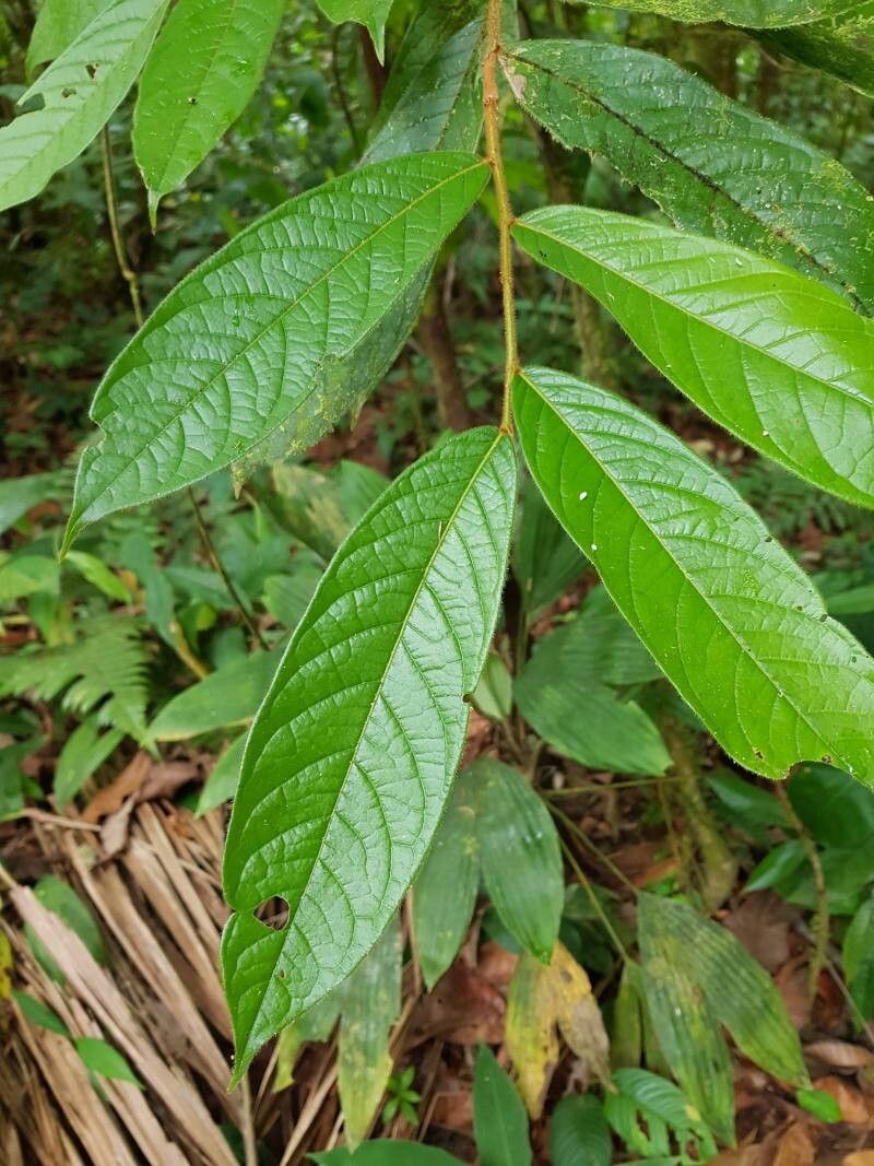 Hirtella lemsii — houseplant care guide