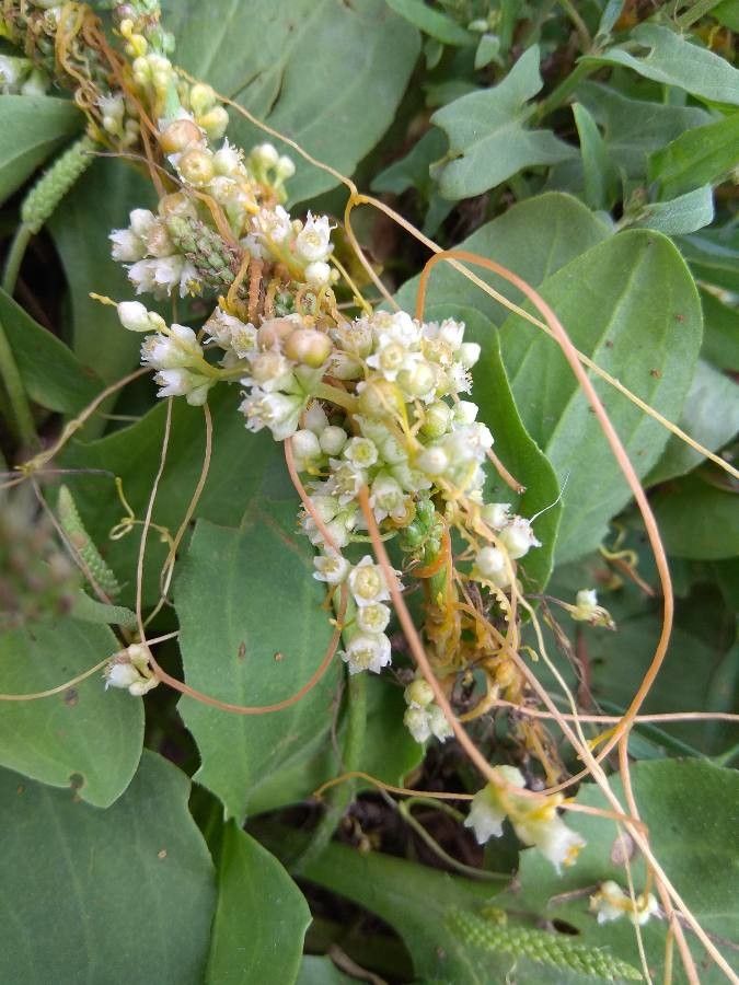 Cuscuta cesatiana flower