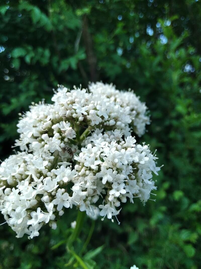 Valeriana phu flower