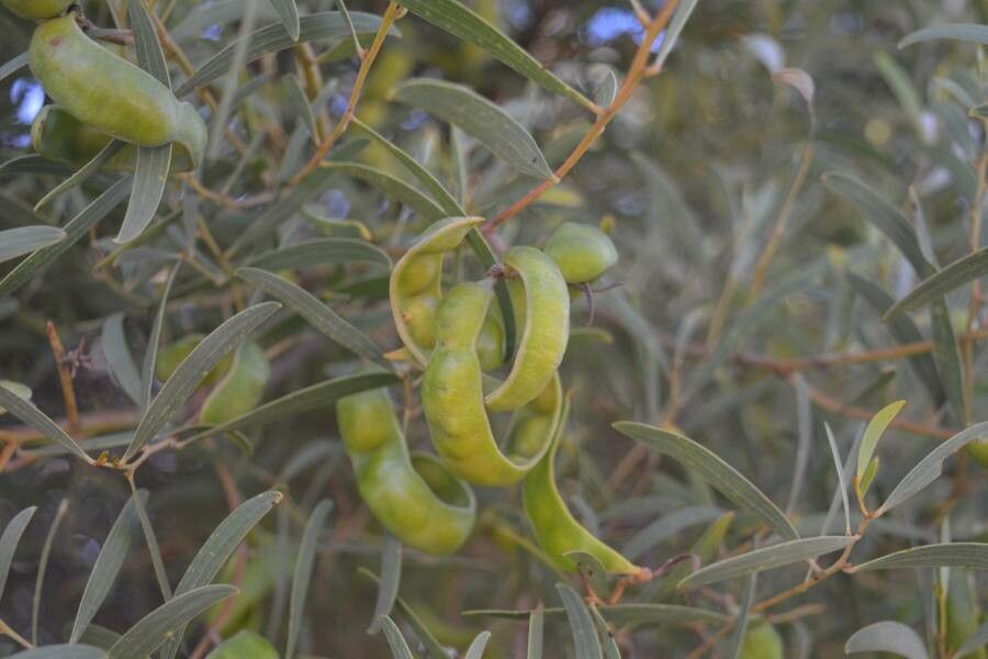 Acacia cyclopis fruit