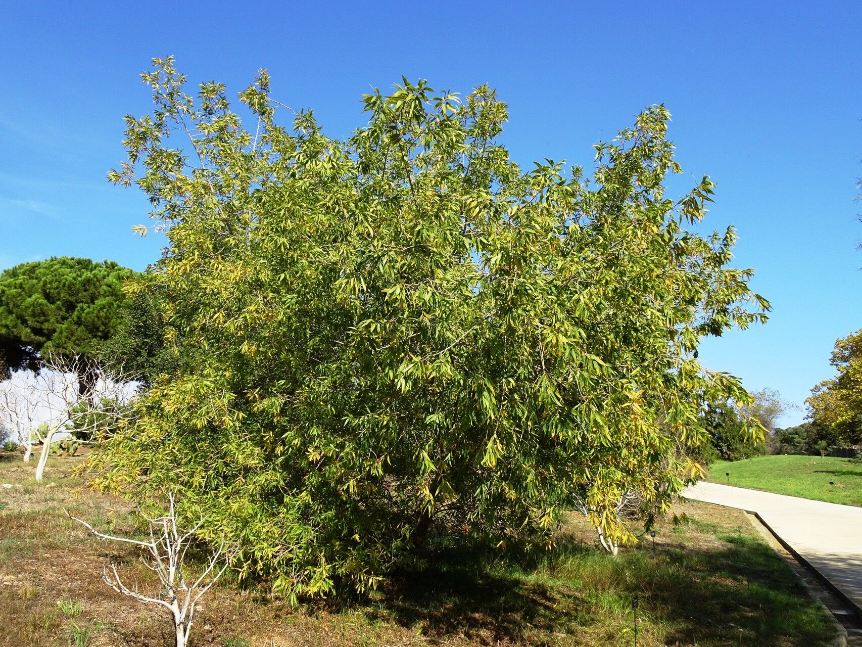 Salix gooddingii habit