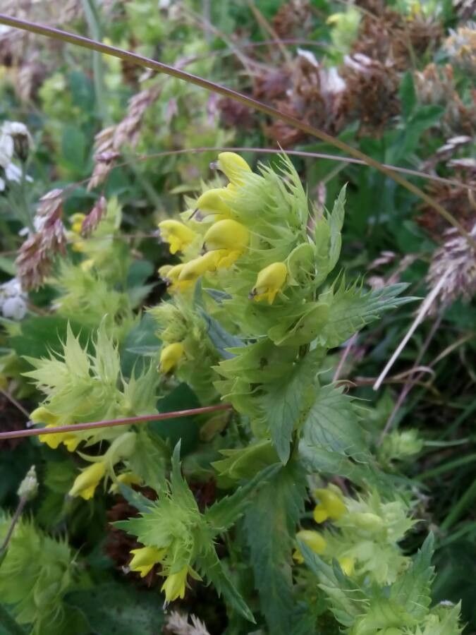 Rhinanthus glacialis flower