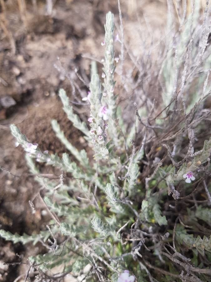 Micromeria benthamii flower