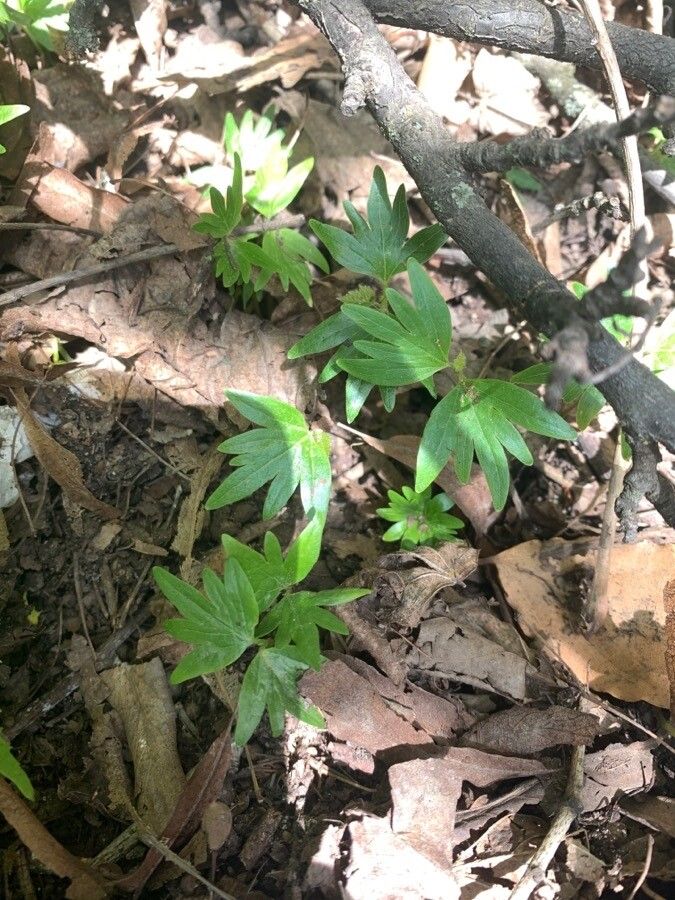 Ranunculus hispidus — search result for 'Ranunculus'