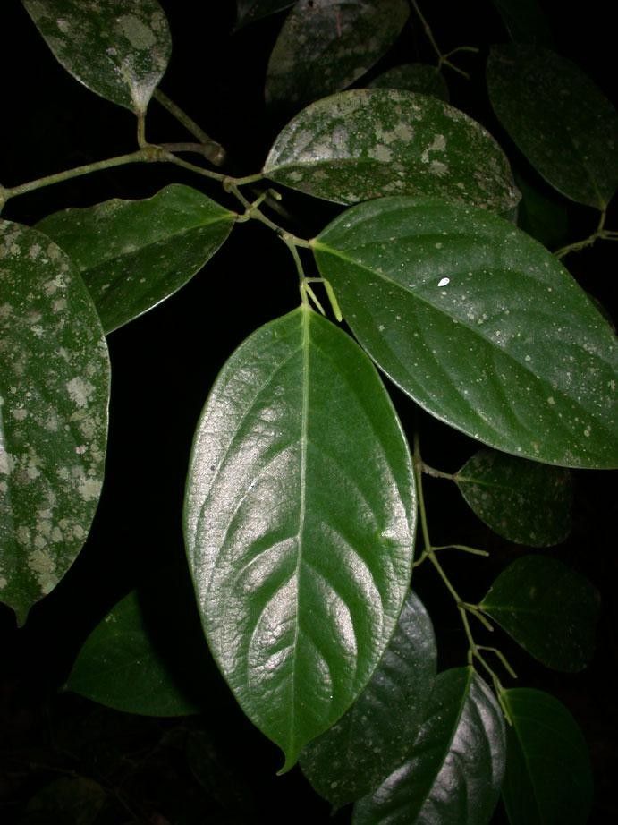 Piper urophyllum — houseplant care guide