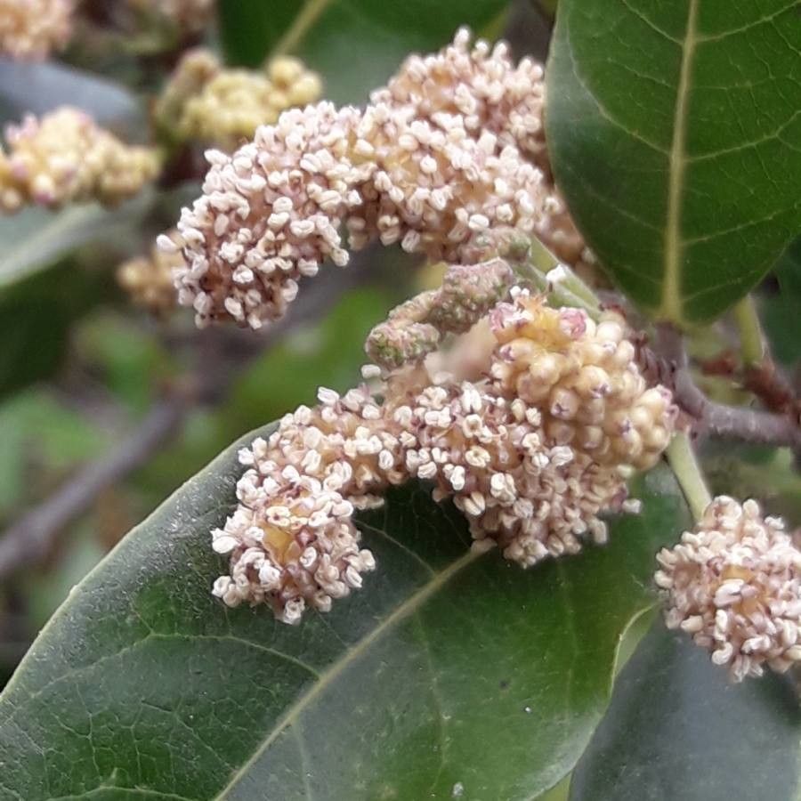 Trophis scandens flower