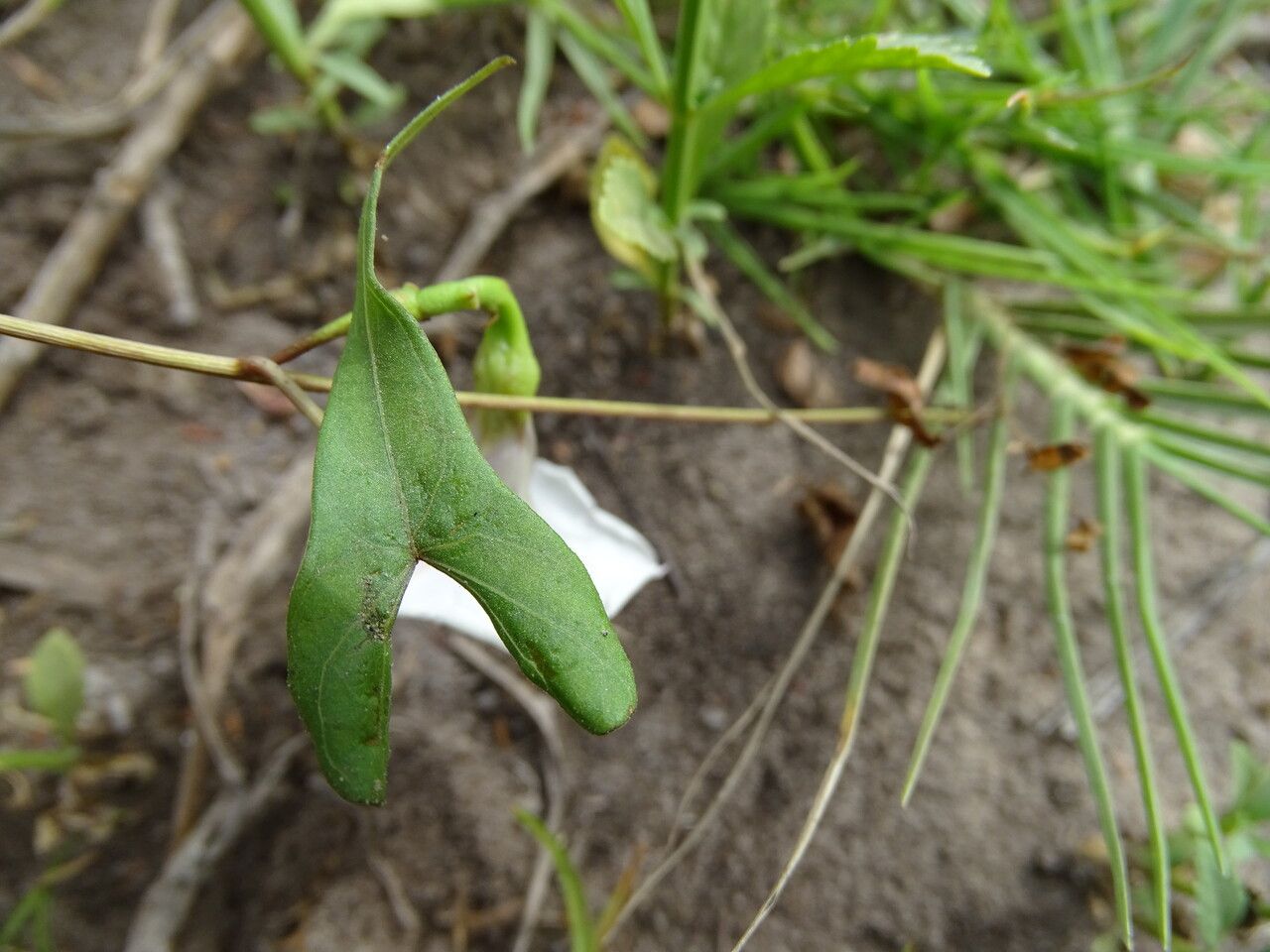 Ipomoea obscura — search result for 'Ipomoea'