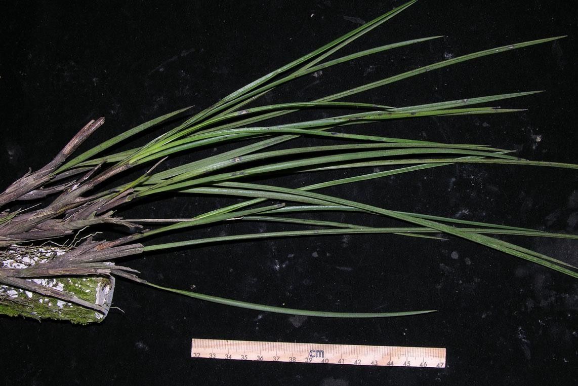 Maxillaria lueri other